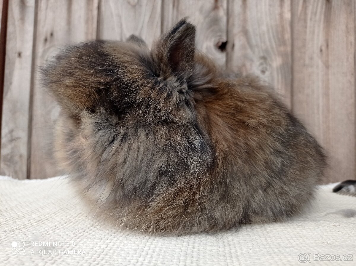 Zakrslý Teddy - mláďátka k rezervaci - 4