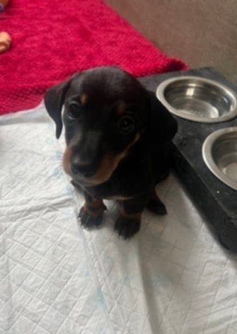 Trpasličí jezevčík - 4