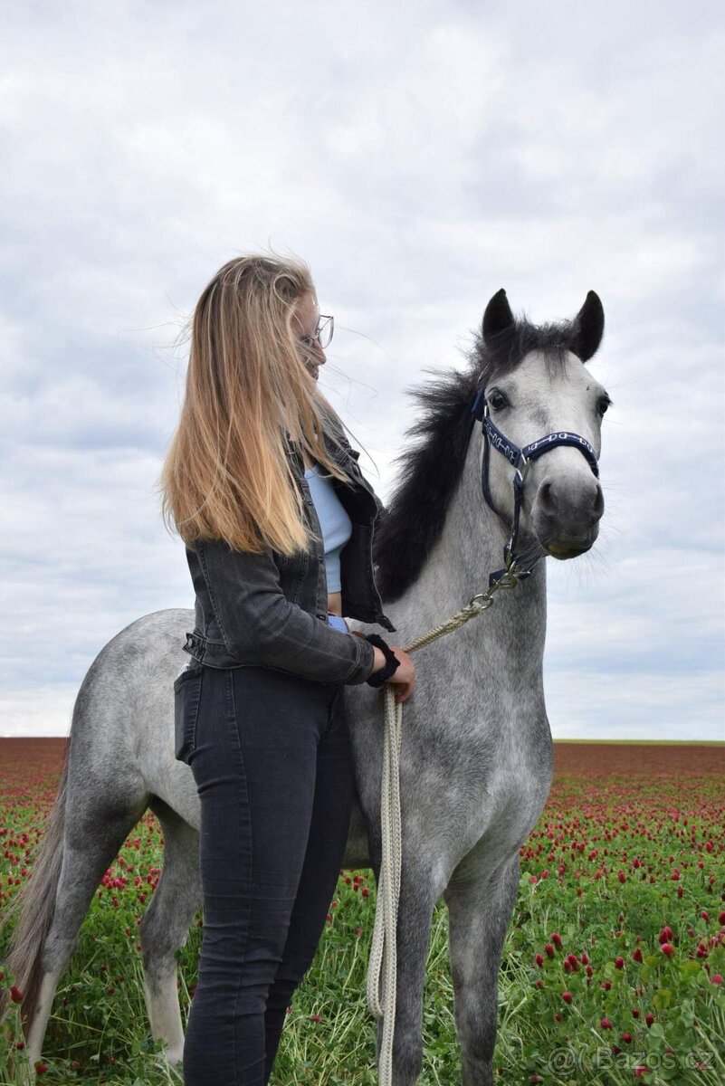 Na prodej krásná welsh mountain pony klisna DIABOLIC HENESSY - 4