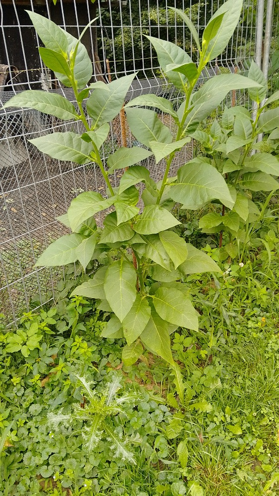 Samsoun orient tabák semínka - 4