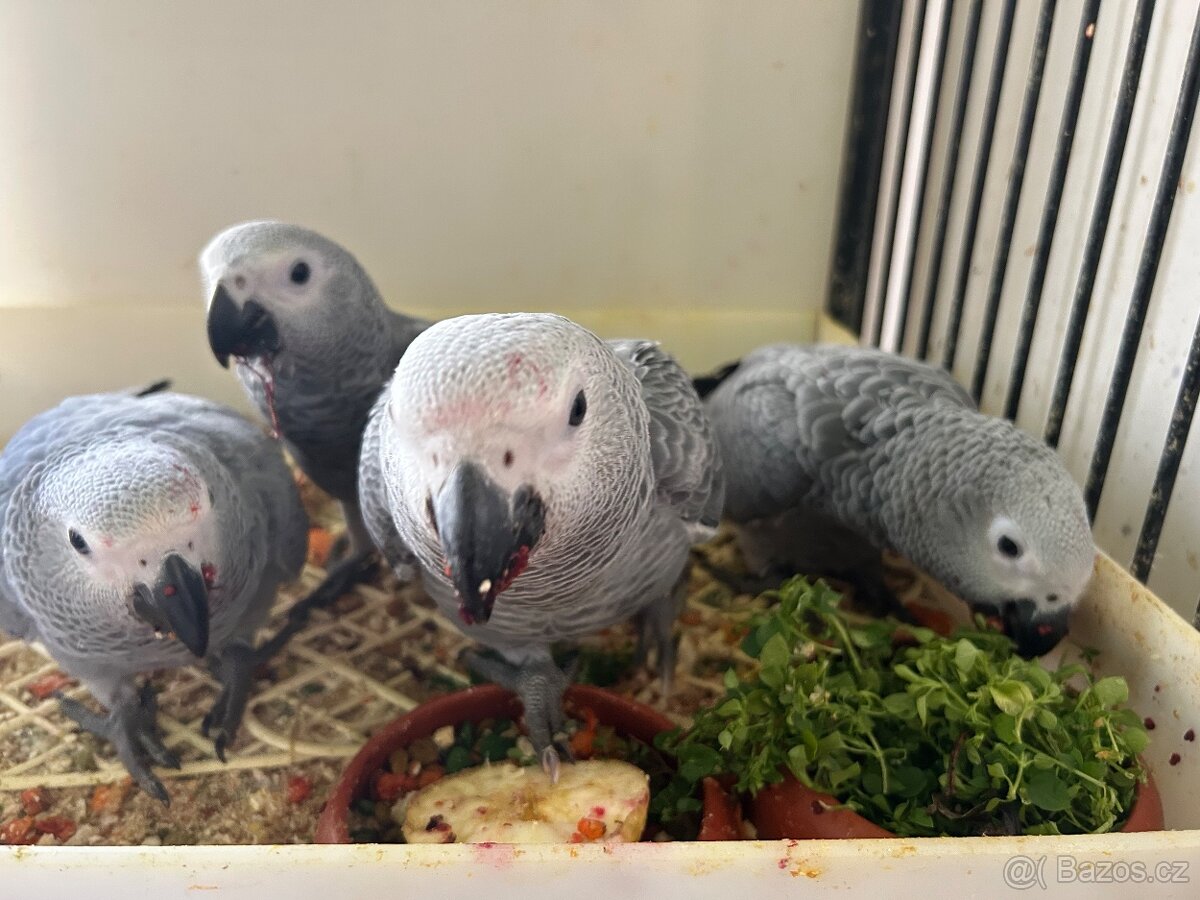 Prodám žako Kongo - 4