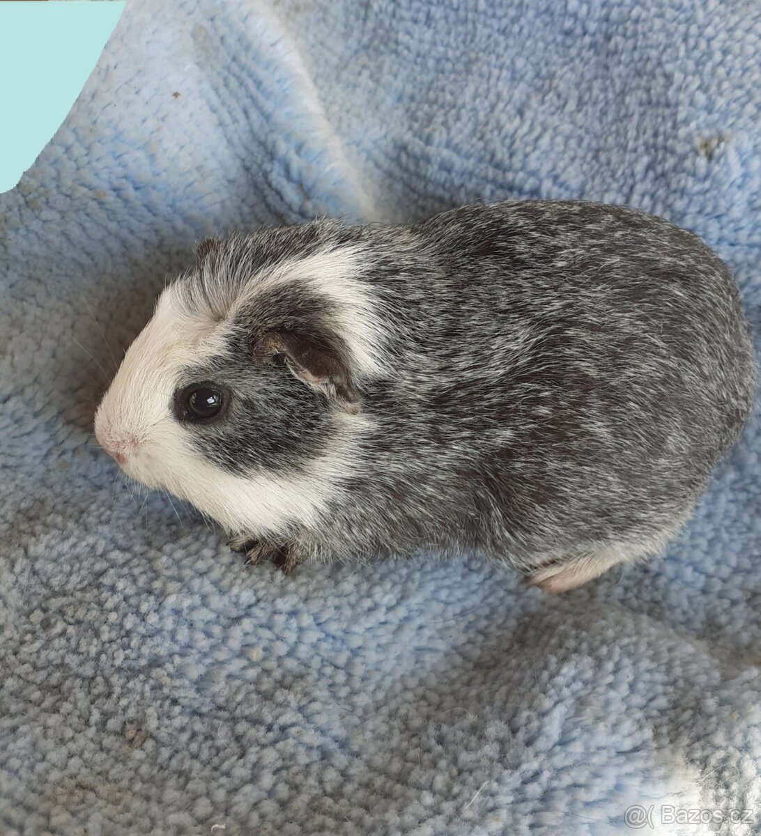 Morčátka krátkosrstá - 4