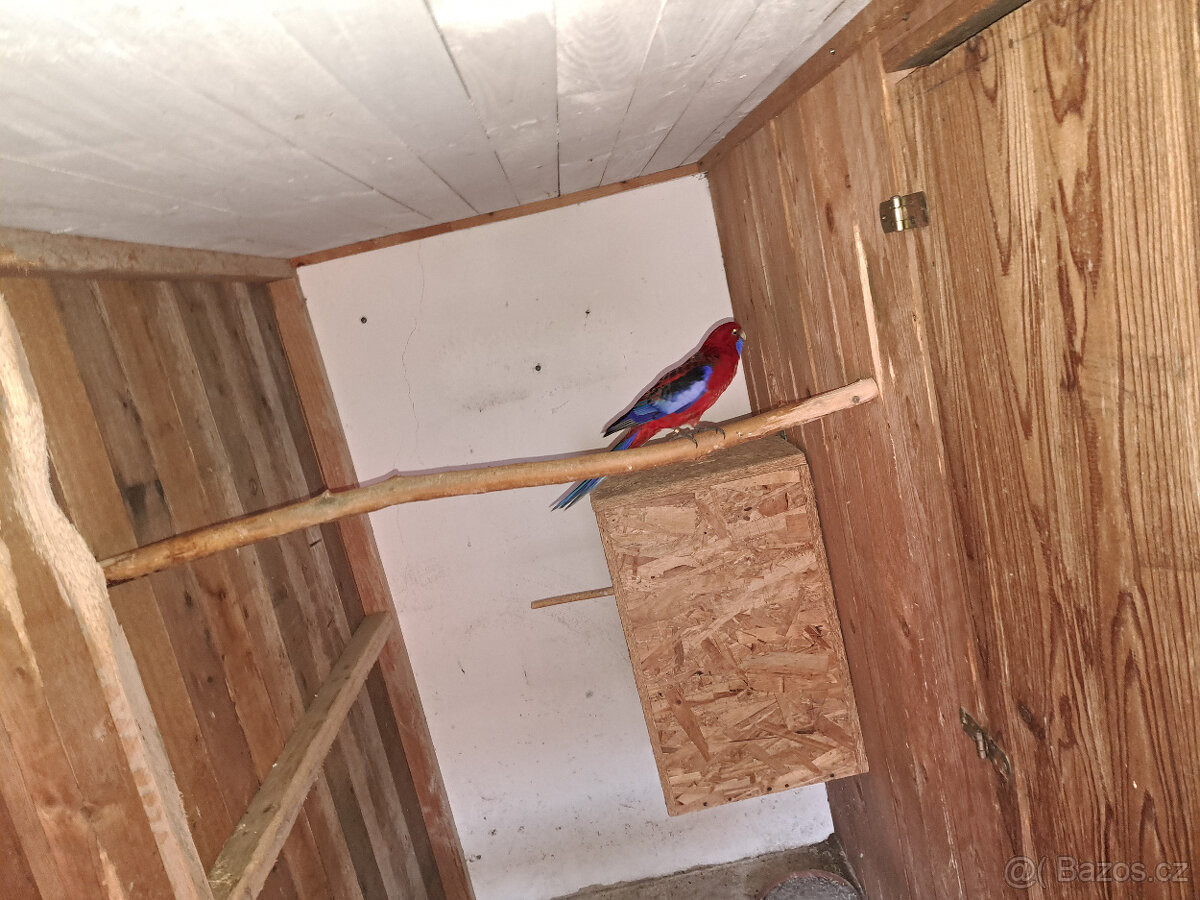 Rosela, Korela, Andulky - 4