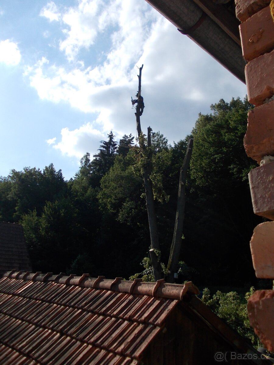 Kácení a ořezy stromů Uherskobrodsko - 4