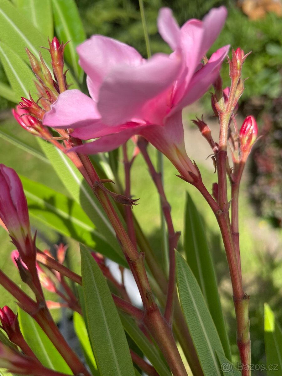 Oleandry - 4