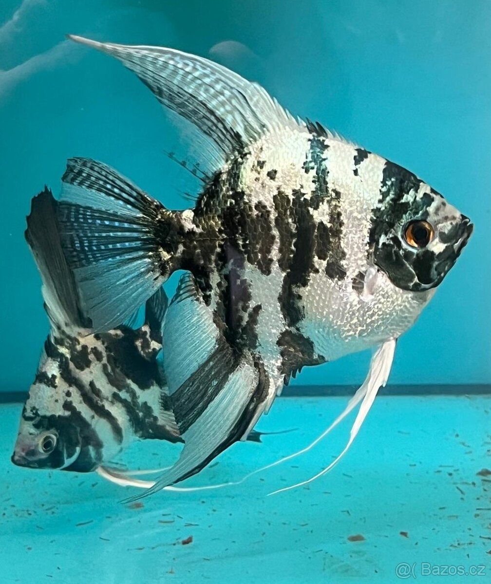 Pterophyllum scalare - 4
