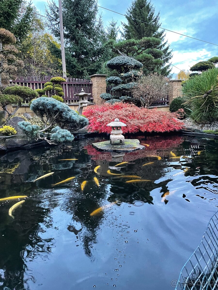 Siven americký, pstruh duhový, lososovitý - 4