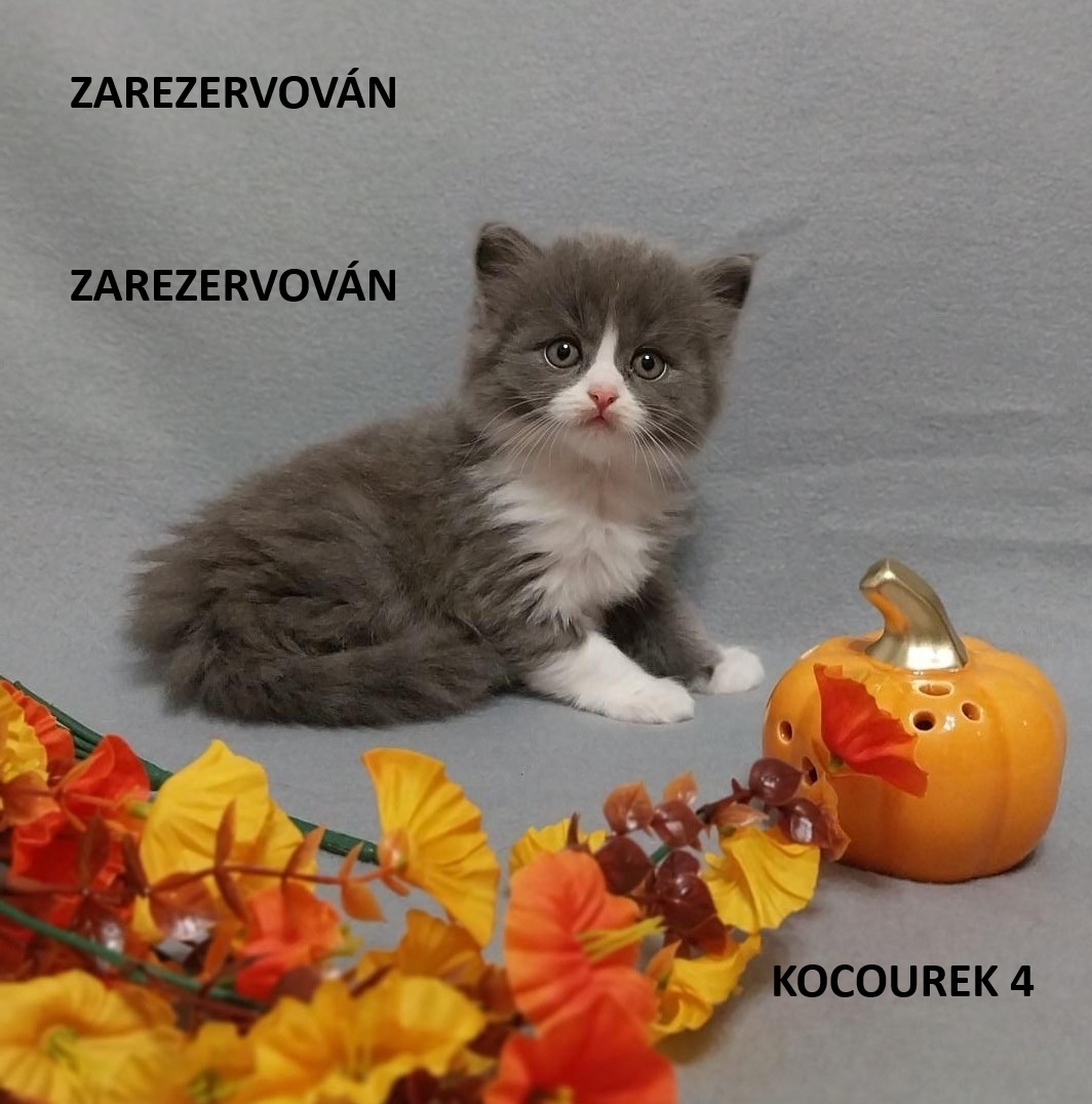 Britská koťátka britské kotě - 4