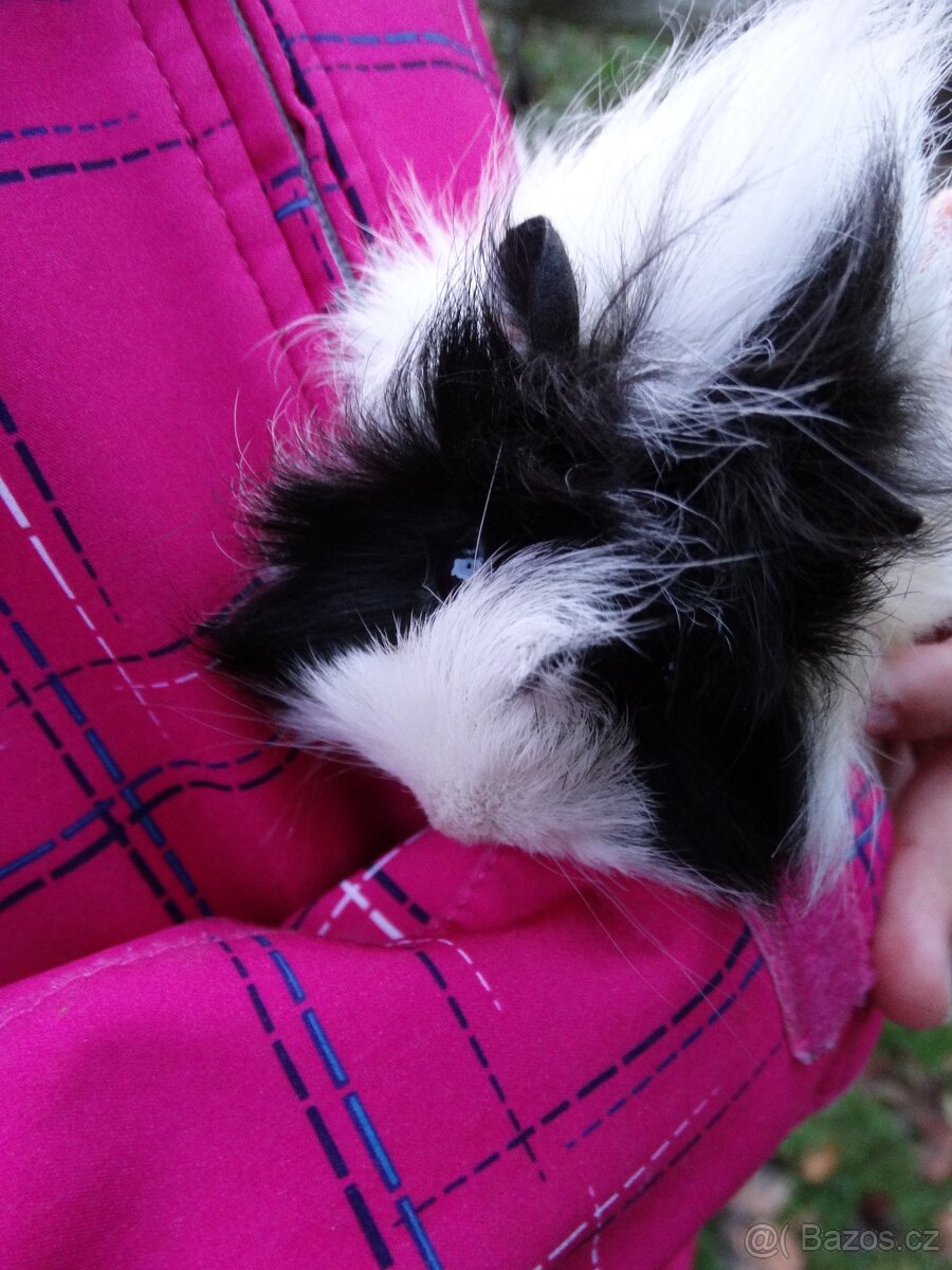 Dlouhosrsté morče, mladý sameček na mazlíka - 4