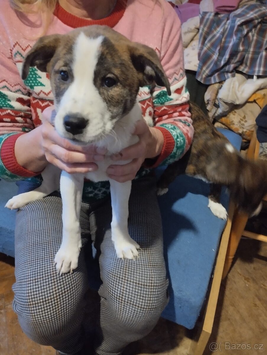 Darujeme štěňátka - 4
