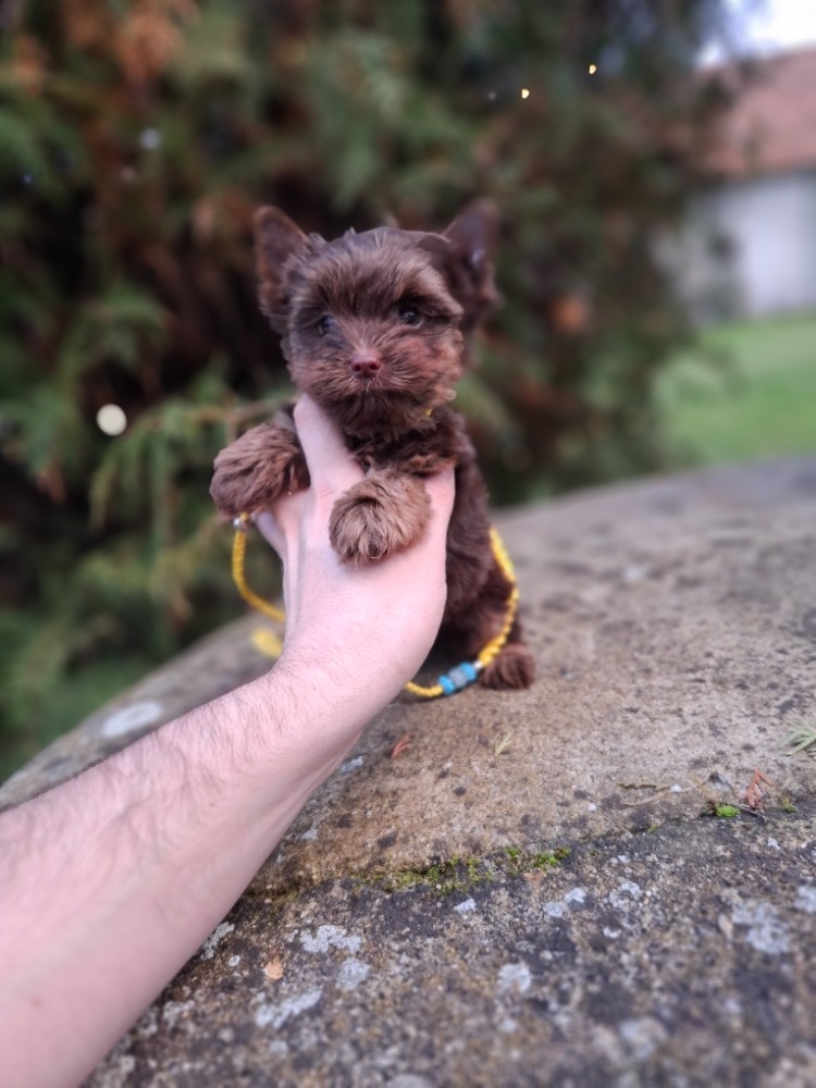 Jorkšírský terier - Yorkšírský terier s pp - 4