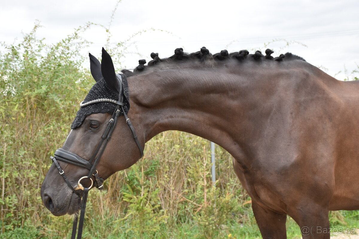 Zkušená drezurní klisna pro dítě či juniora - 4