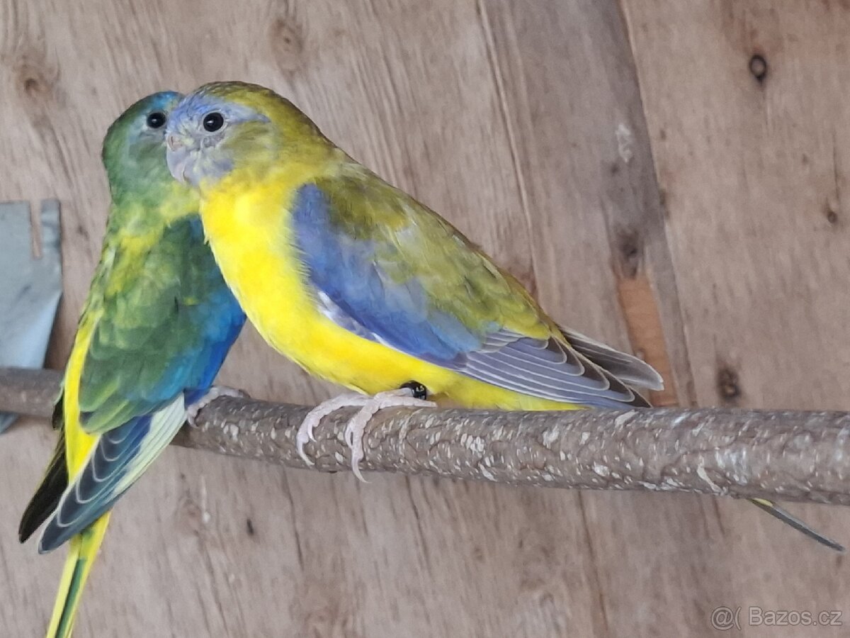 Neoféma tyrkysová žltobruchý škoricový opalín - 4