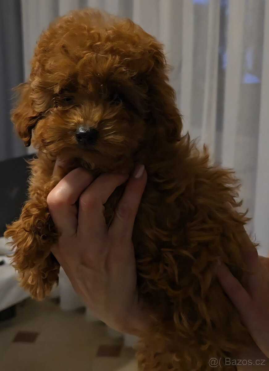 pudel 100% toy girl boy - 4