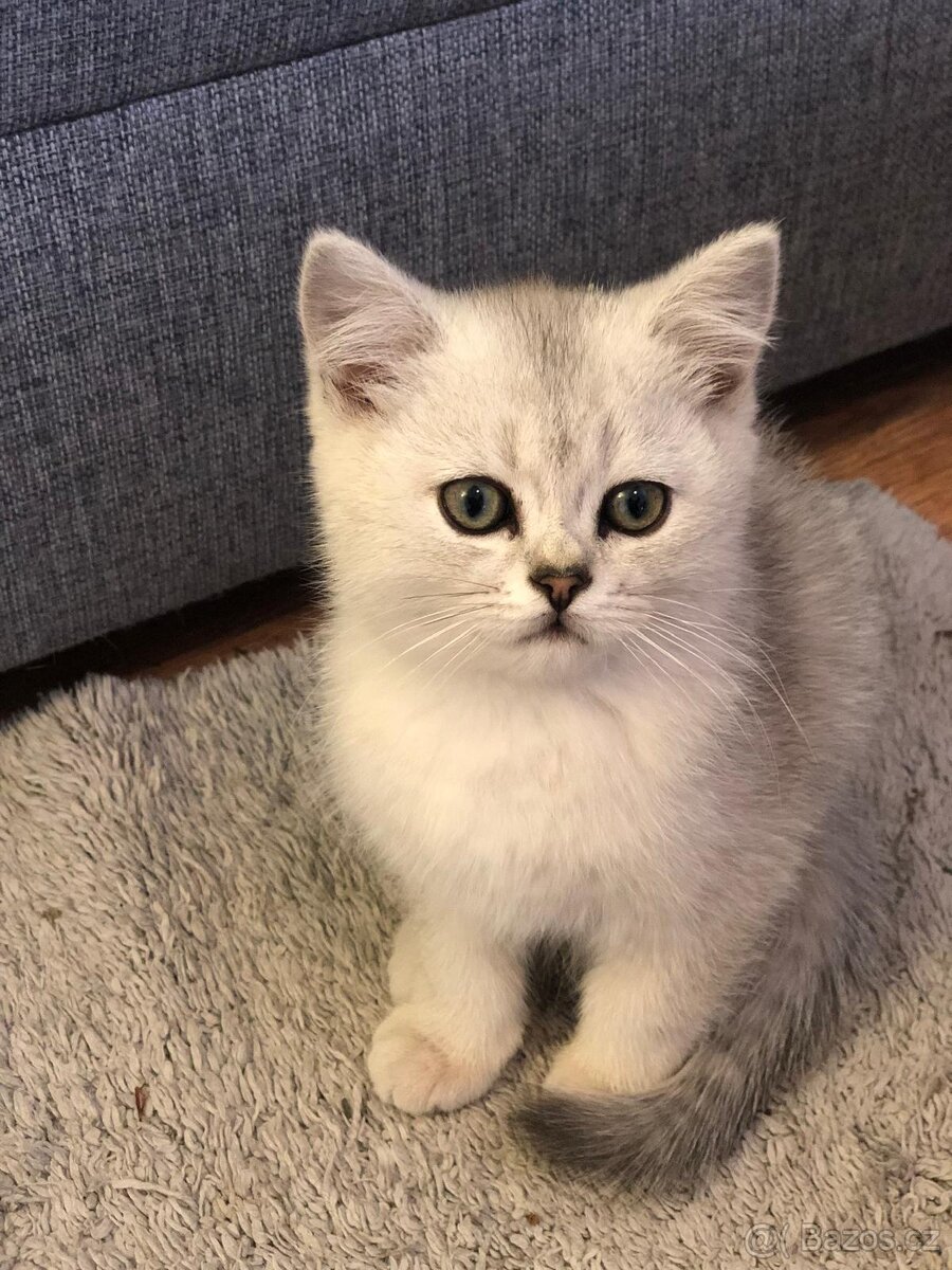 Britská koťátka s PP - 4