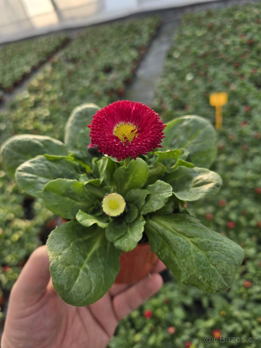 🌸 SAZENICE JARNÍCH KVĚTIN 🌸 - 4