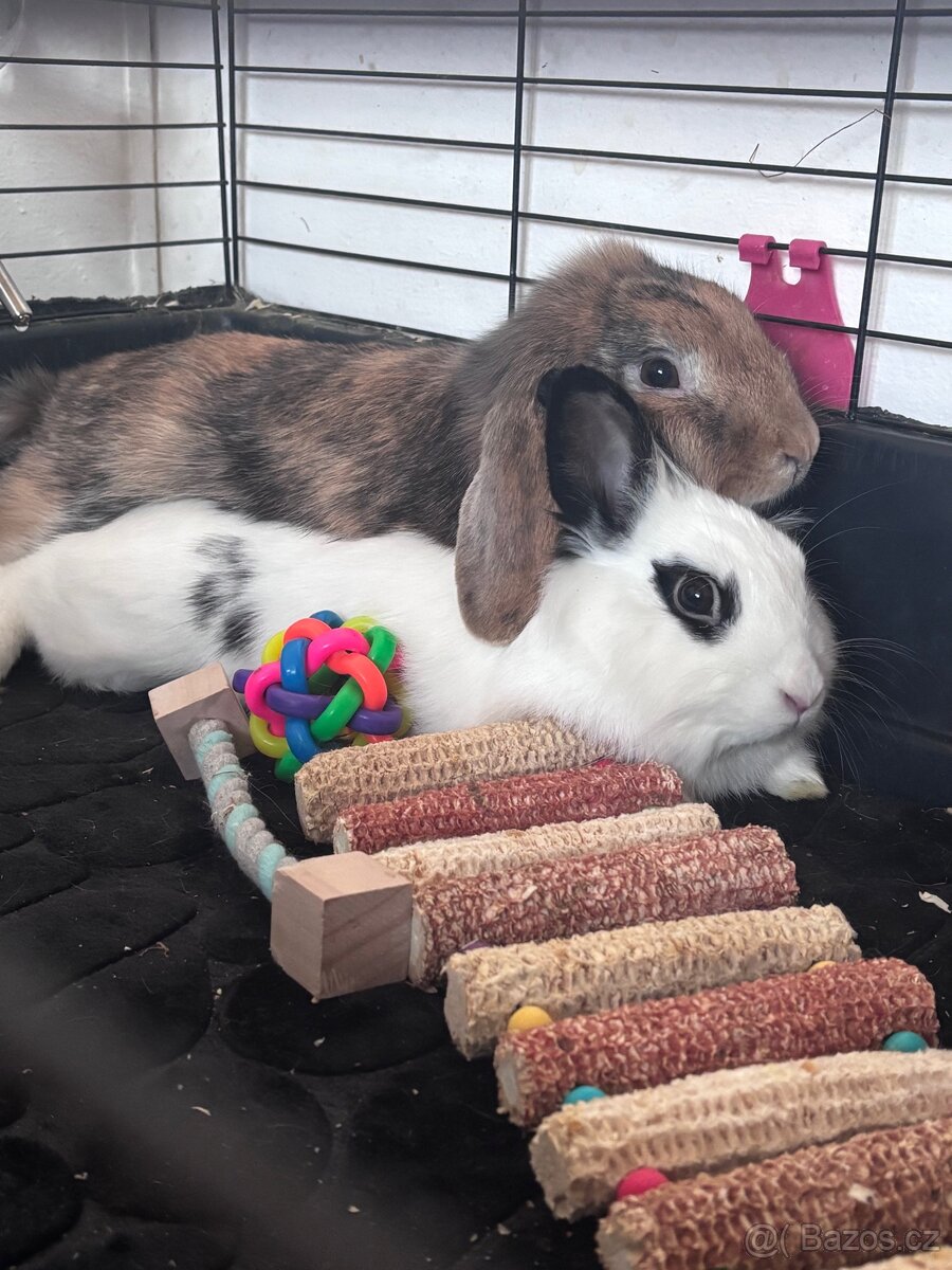 Zakrslý králík - 4