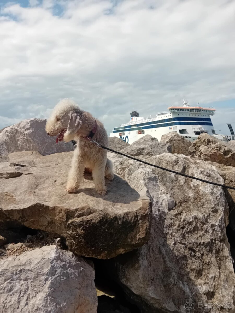 Bedlington terier, Mr.Blue je pejsek s PP - 4