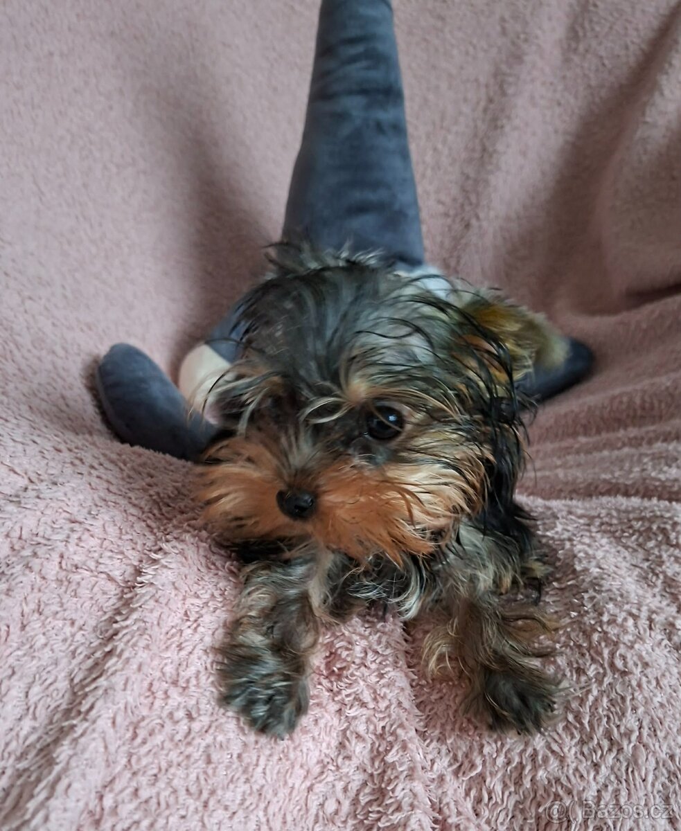 Jorkšírský teriér bez pp - 4