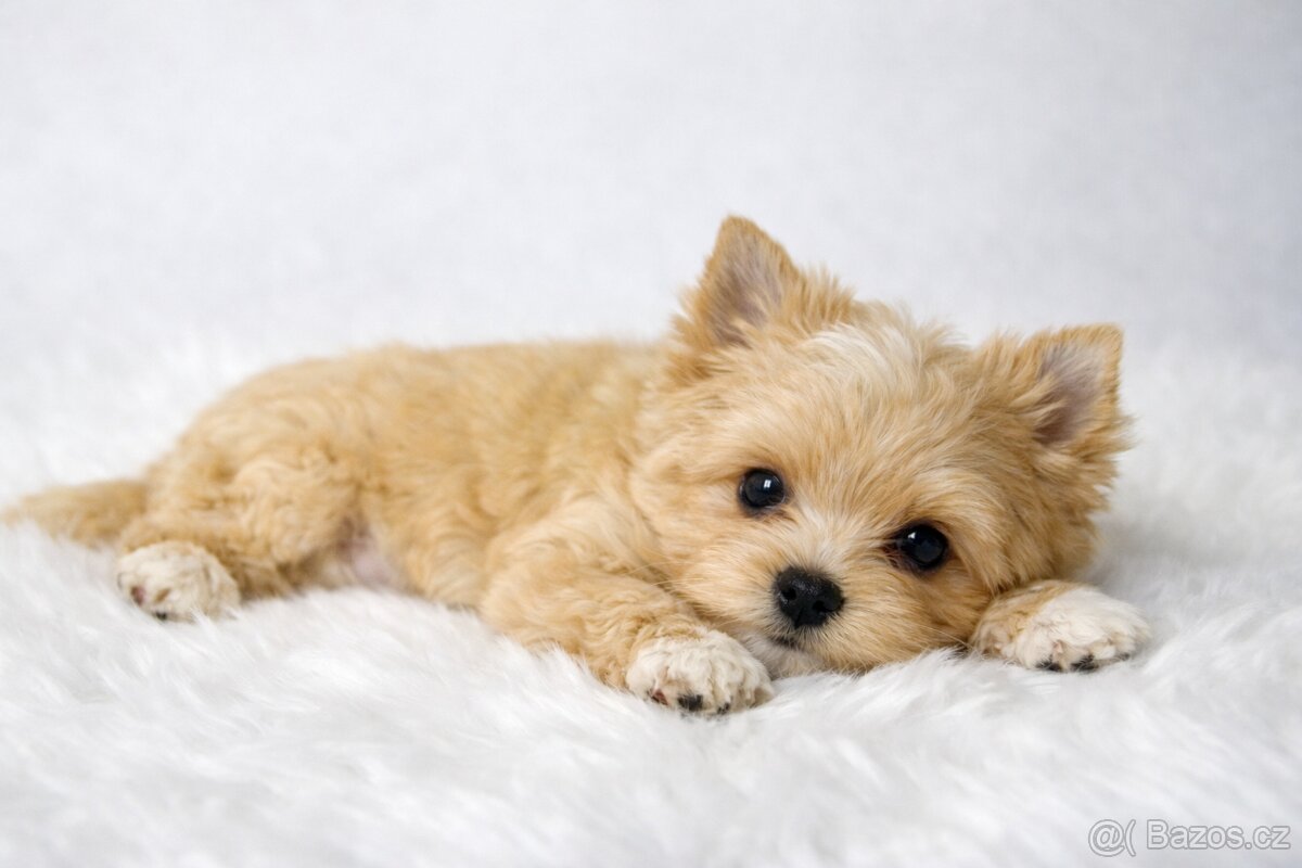 yorkshire terrier s PP - 4