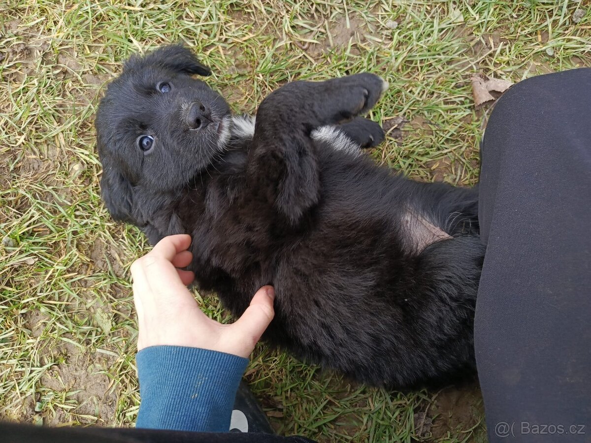 Štěňata Borador - 4