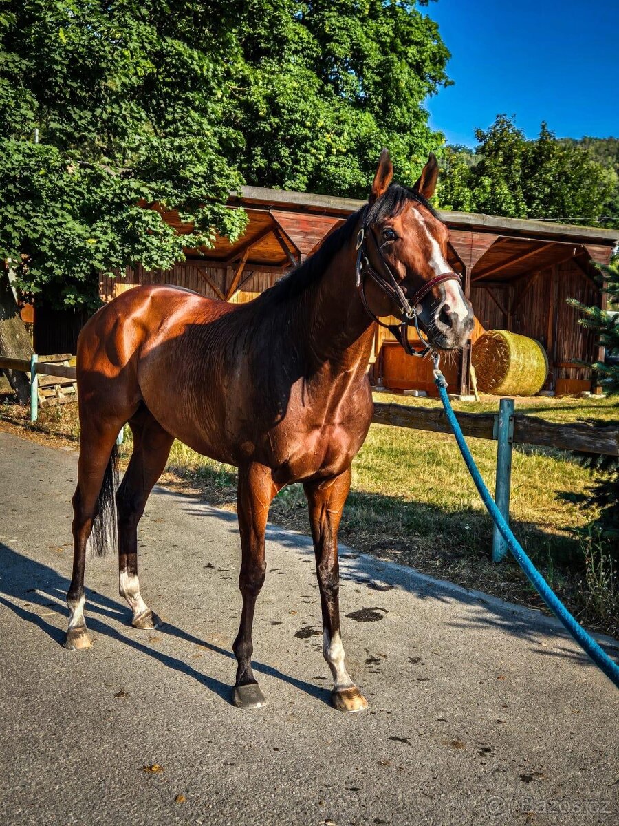 PRODÁM 4 LETÉHO VALACHA - 4