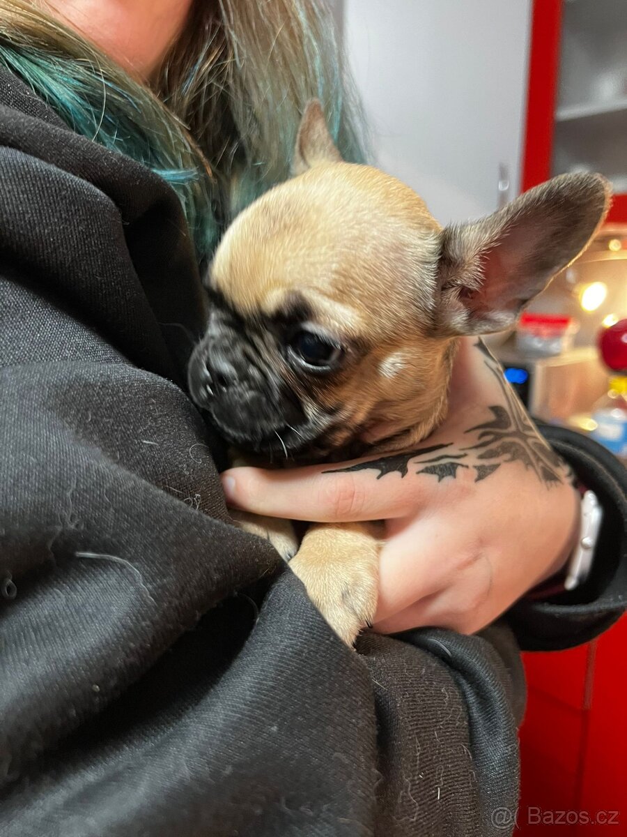 Francouzský buldoček - 4