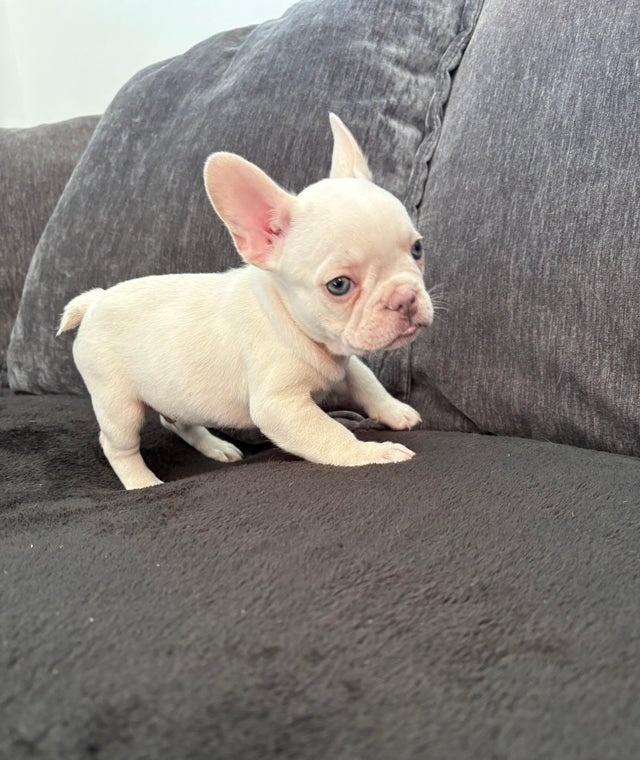 Francouzský buldoček - 4