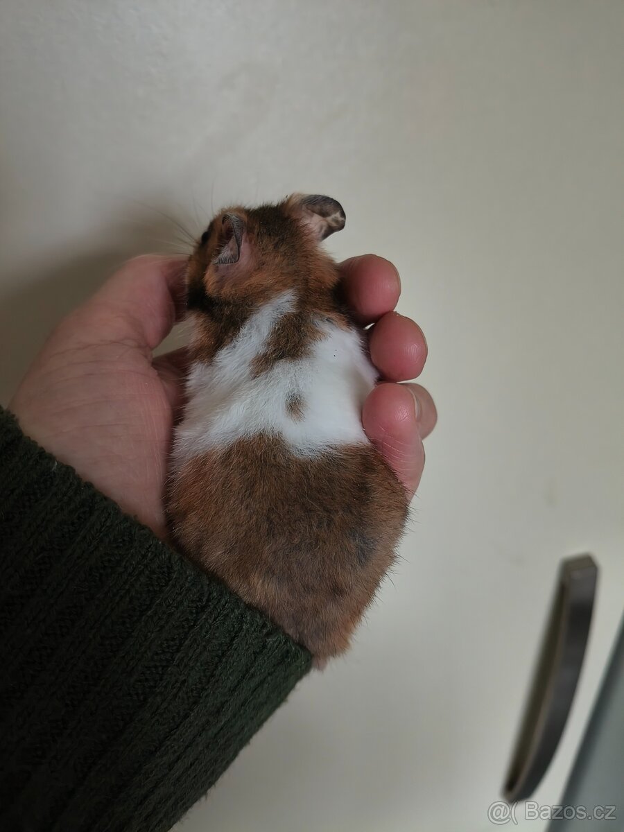 Křeček syrský - 4