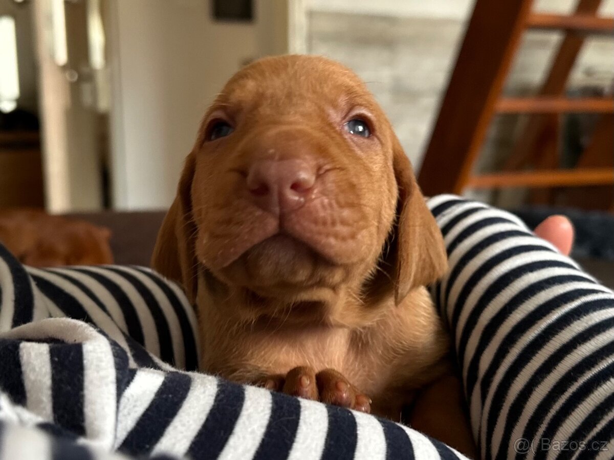 Maďarský ohař krátkosrstý - 4