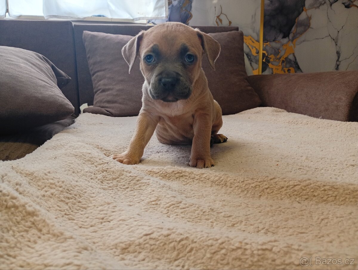 Stafordšírský bulteriér - 4