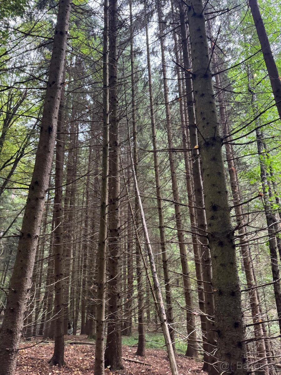 Prodám lesní pozemek v k.ú. Štiptoň - 4