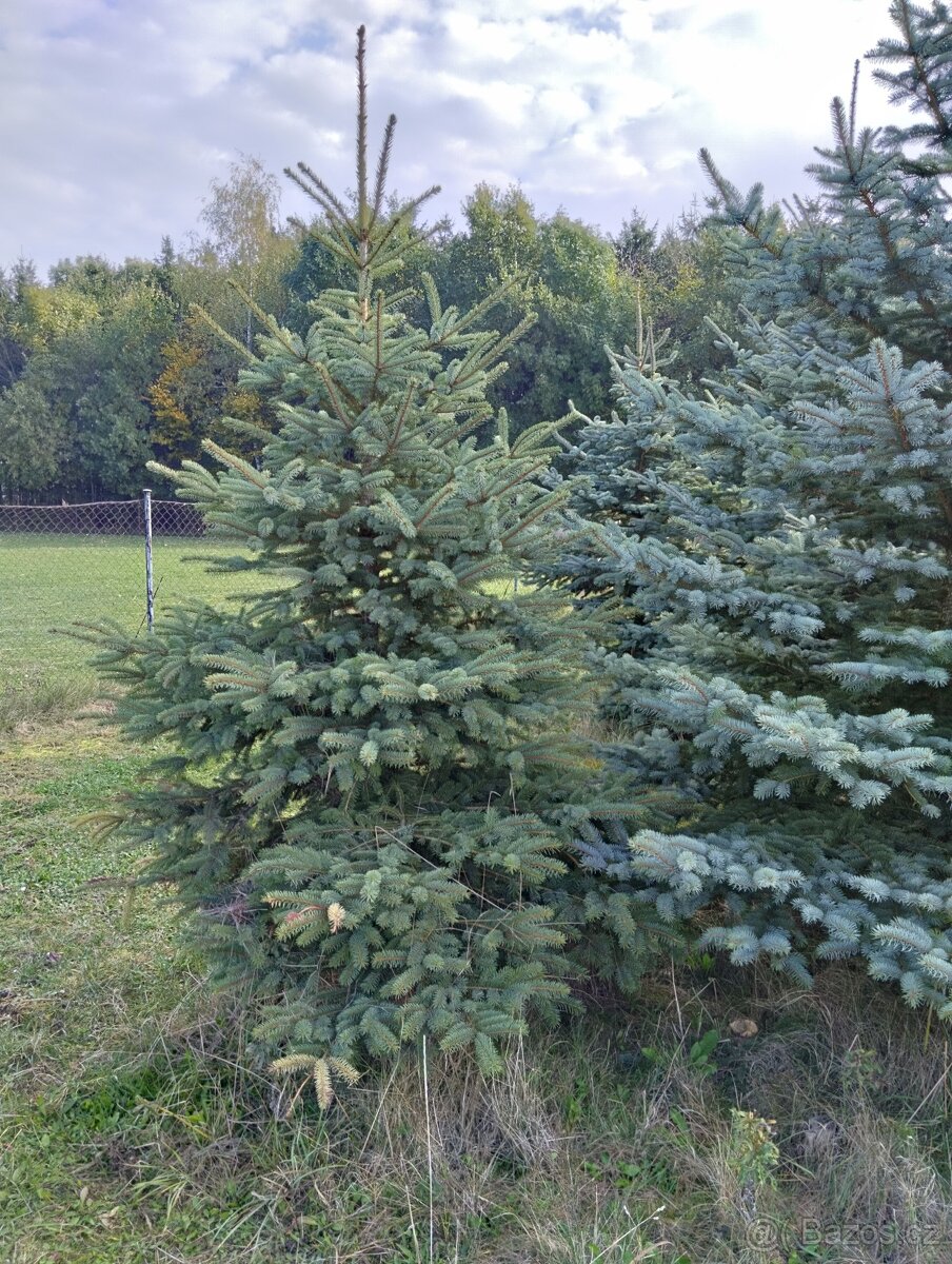 vanočni stromek velky - 4