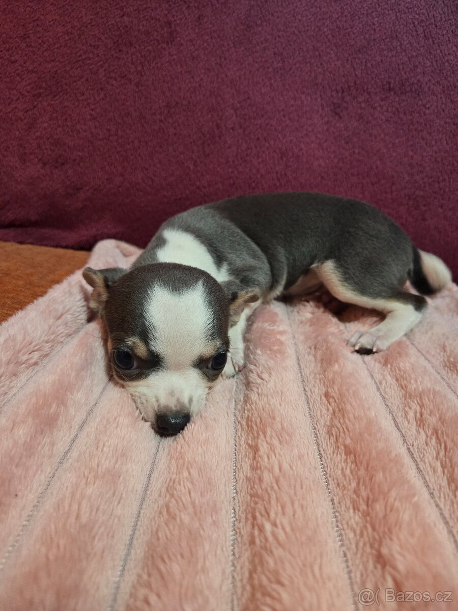 Čivava krátkosrstá modrobilý klučik - 4