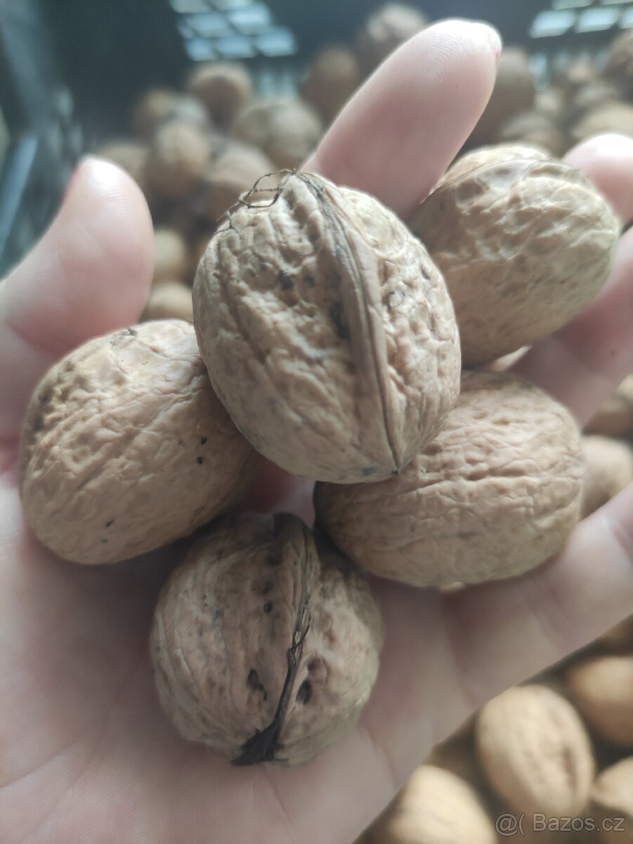 Vlašské ořechy loupané, neloupané. - 4