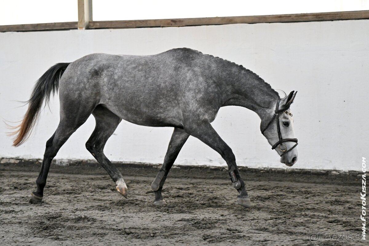 Klisna po Cornet de Lux - 4