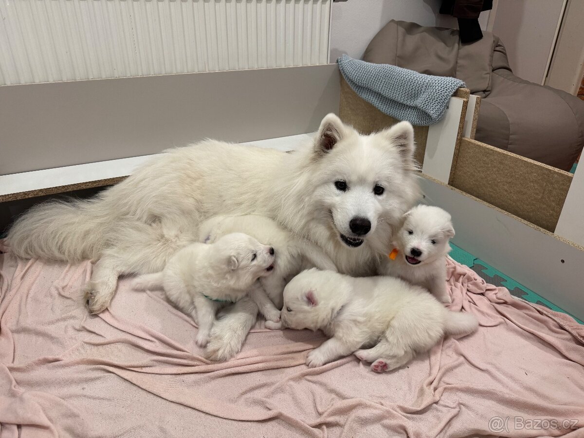 Samojed – Poslední štěně (s PP) - 4