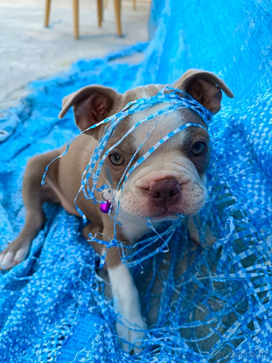 Bostonský teriér, štěňátko s PP - odběr únor 2026 - 4