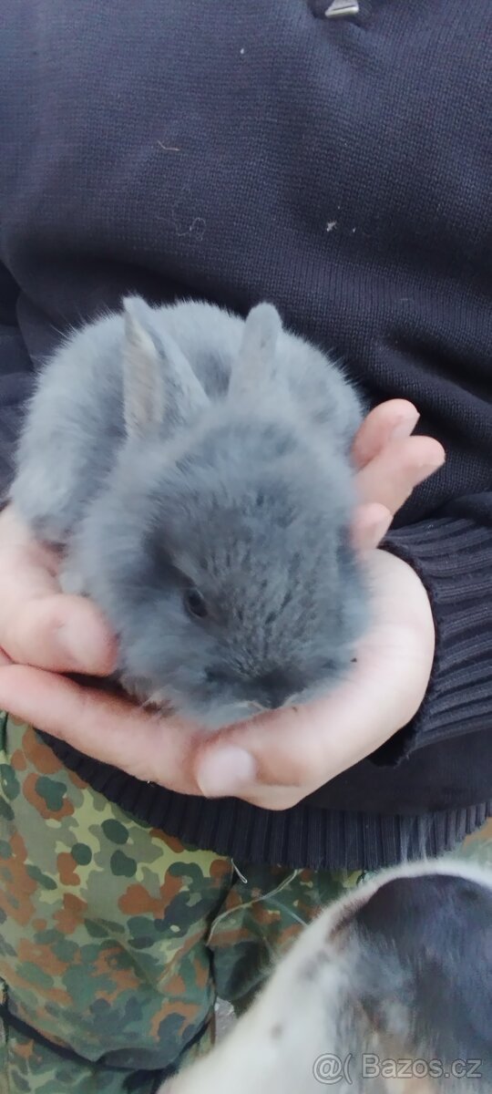Zakrslý králíček - 4