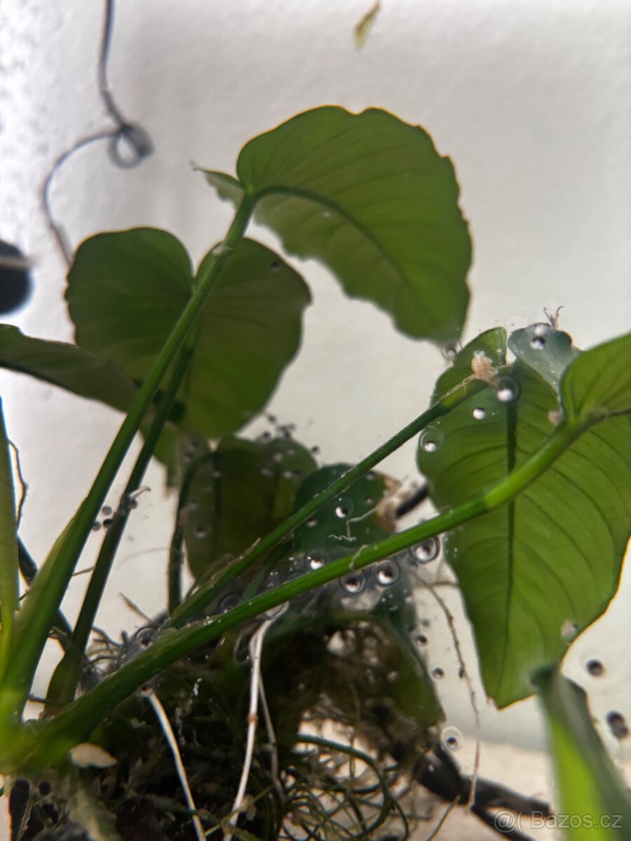 Vajíčka axolotla mexického - 4