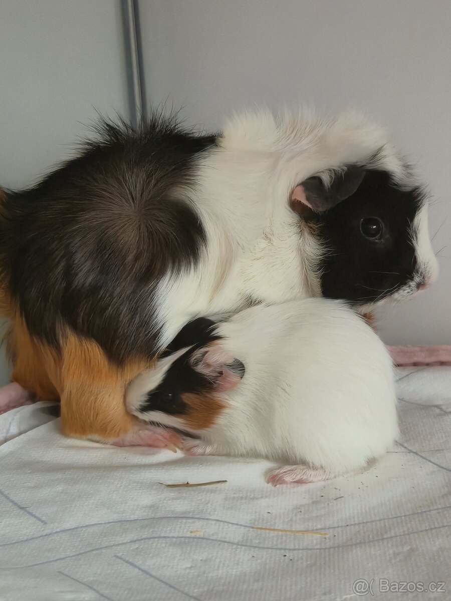Morčecí kluci k adopci - 4