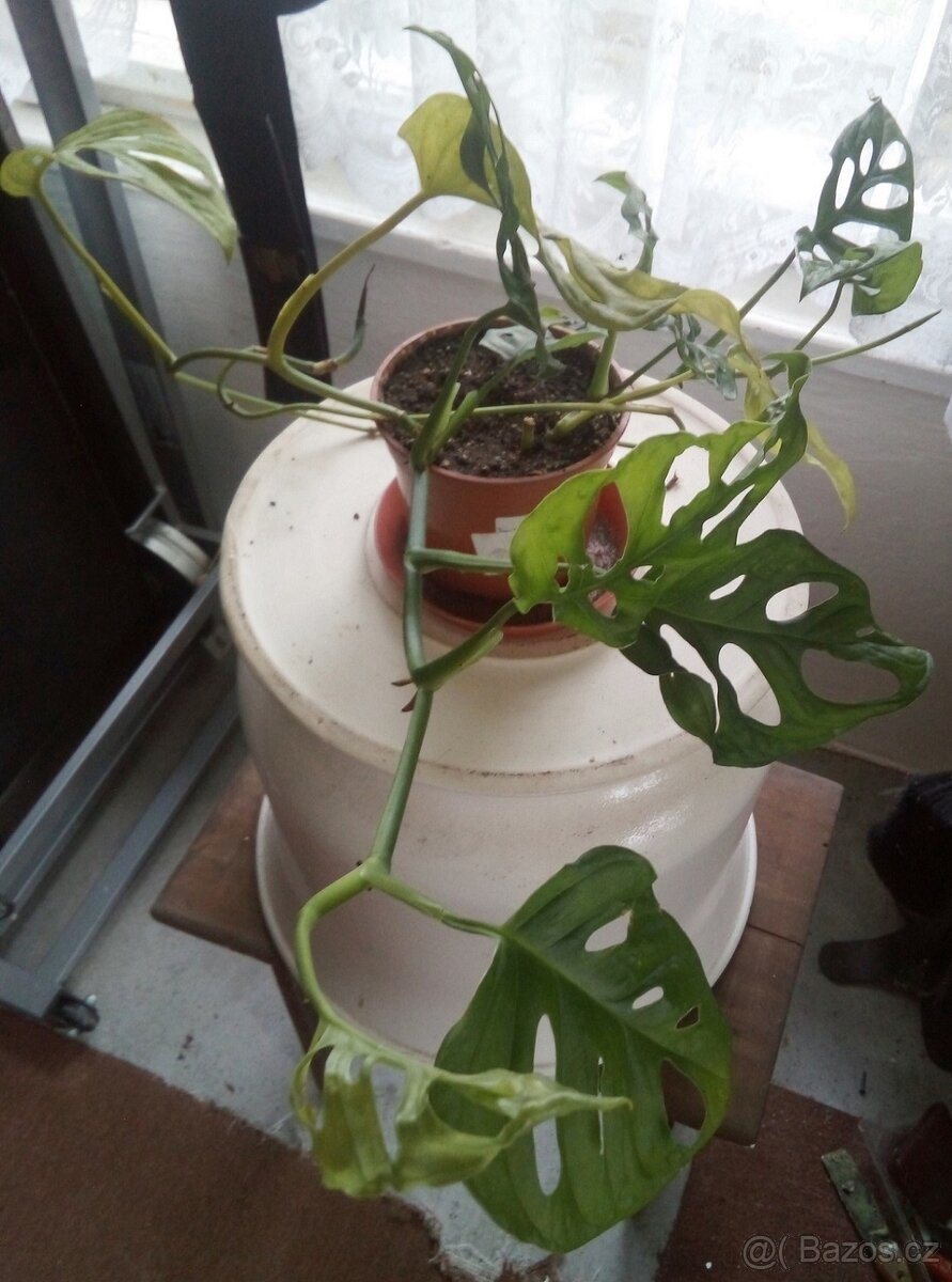 5x pokojová Monstery Monkey Leaf - 4