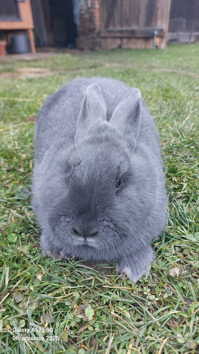 Vídeňský modrý - 4