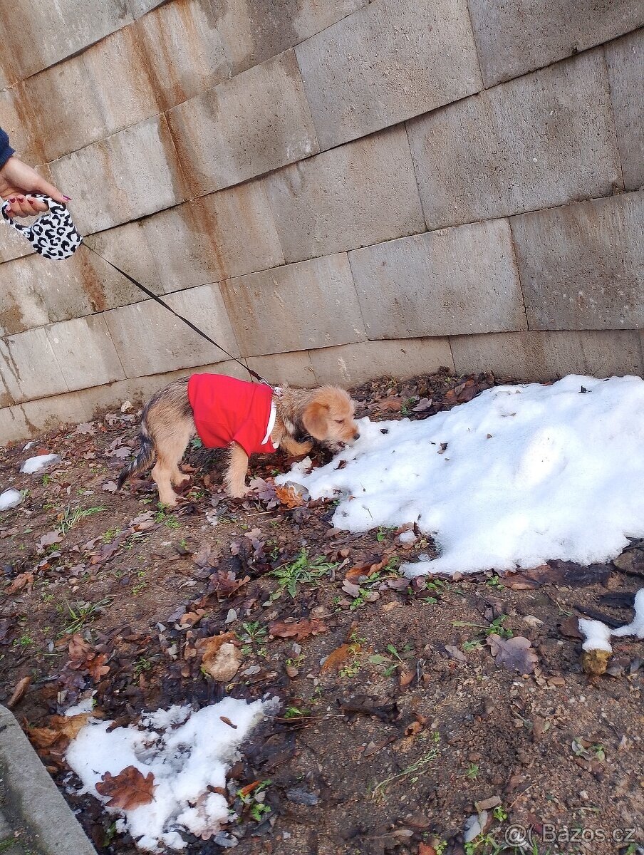 Jezevčík drsnosrstý štěňátko s PP váha 3 kg - 4