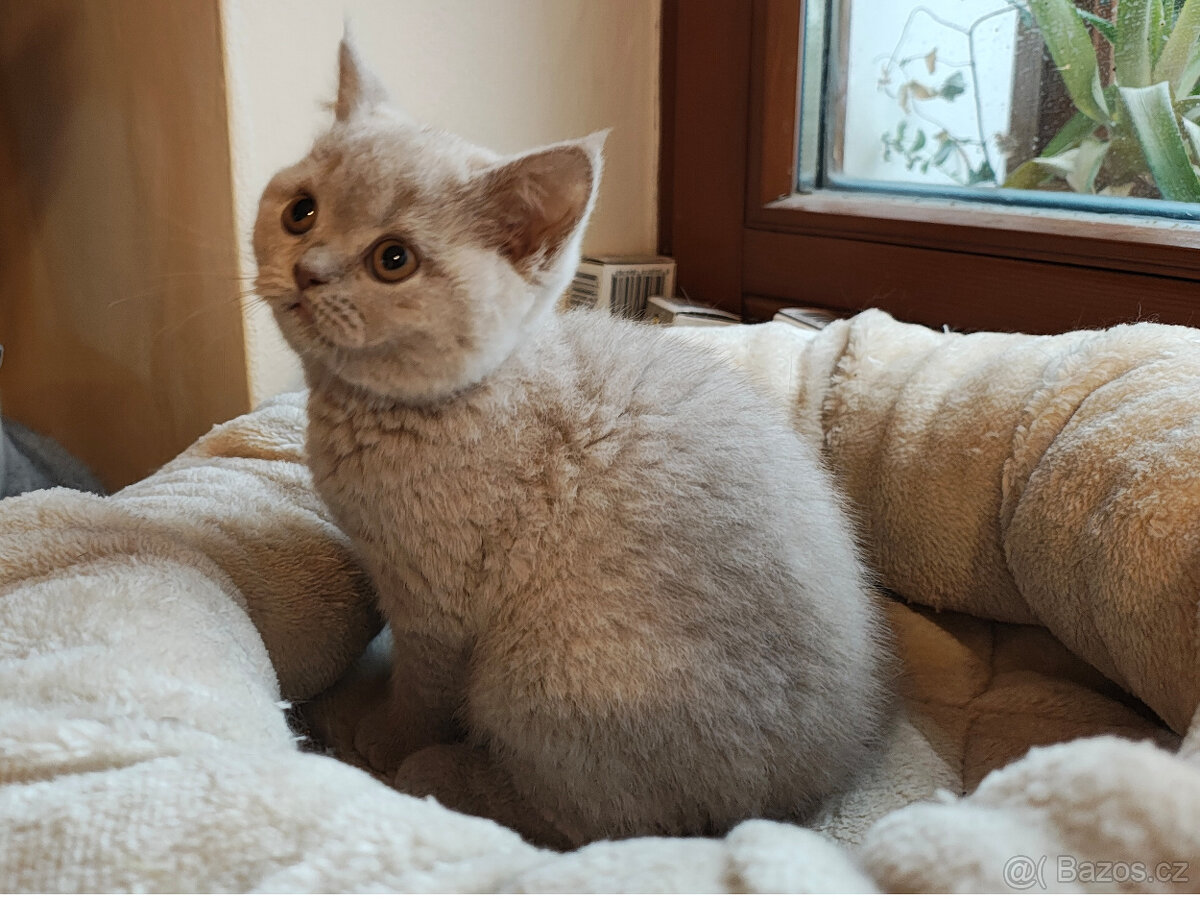 Britská krátkosrstá koťátka s PP - 4