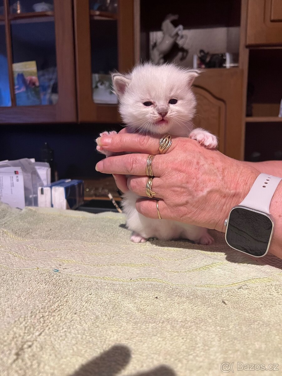 Rezervace koťat - 4