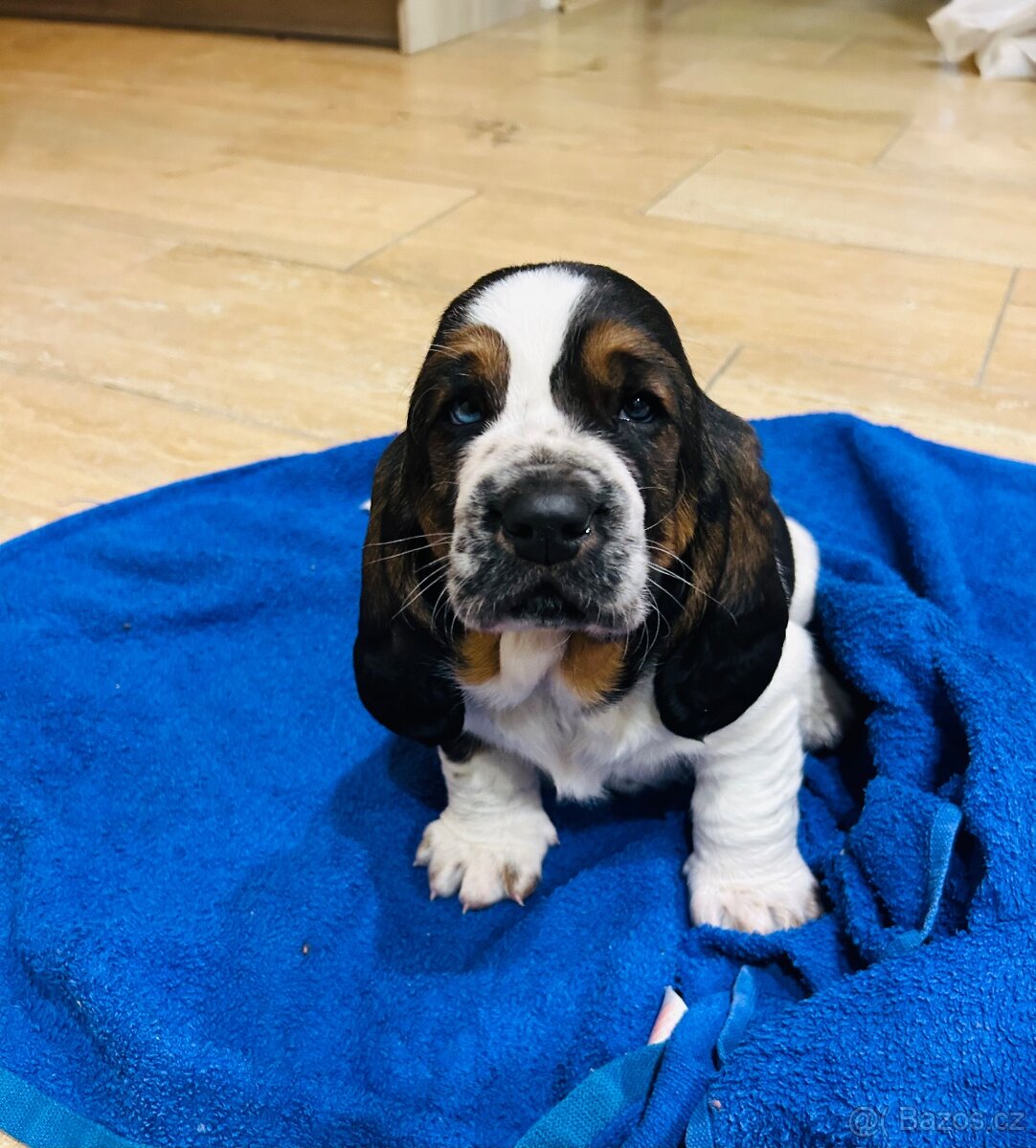 Basset hound šteniatka - rezervacie - 4