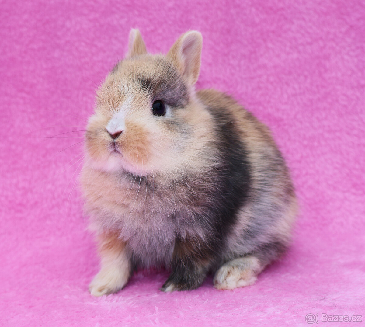 Zakrslý krátkouchý králíček , malinká samička . - 4