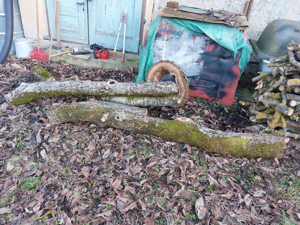 Ořech, ořechové dřevo, kmen. - 4