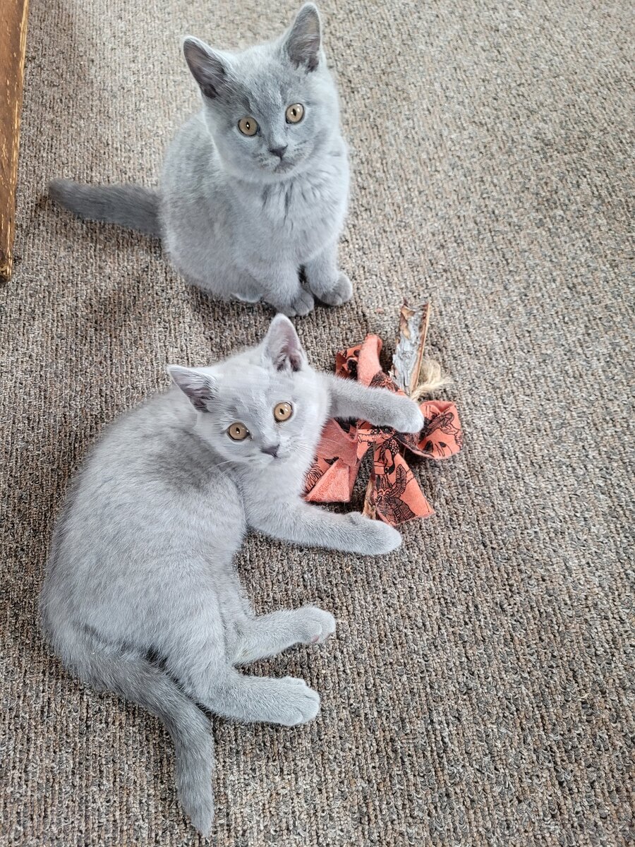 Britské modré kotě - 4